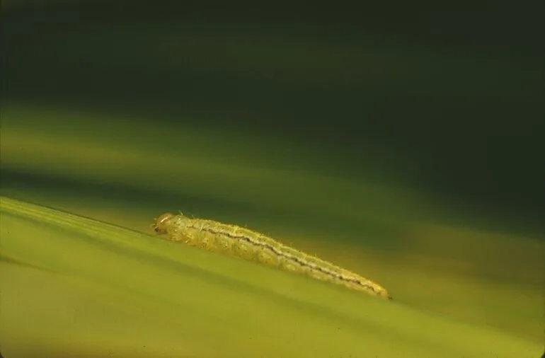Image: Caterpillar of Venusia verriculata