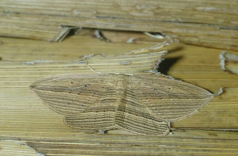 Image: Palm Lily moth (Epiphryne verriculata)