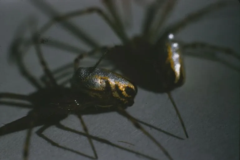 Image: Mercury Spiders from Mason Wasps Nest