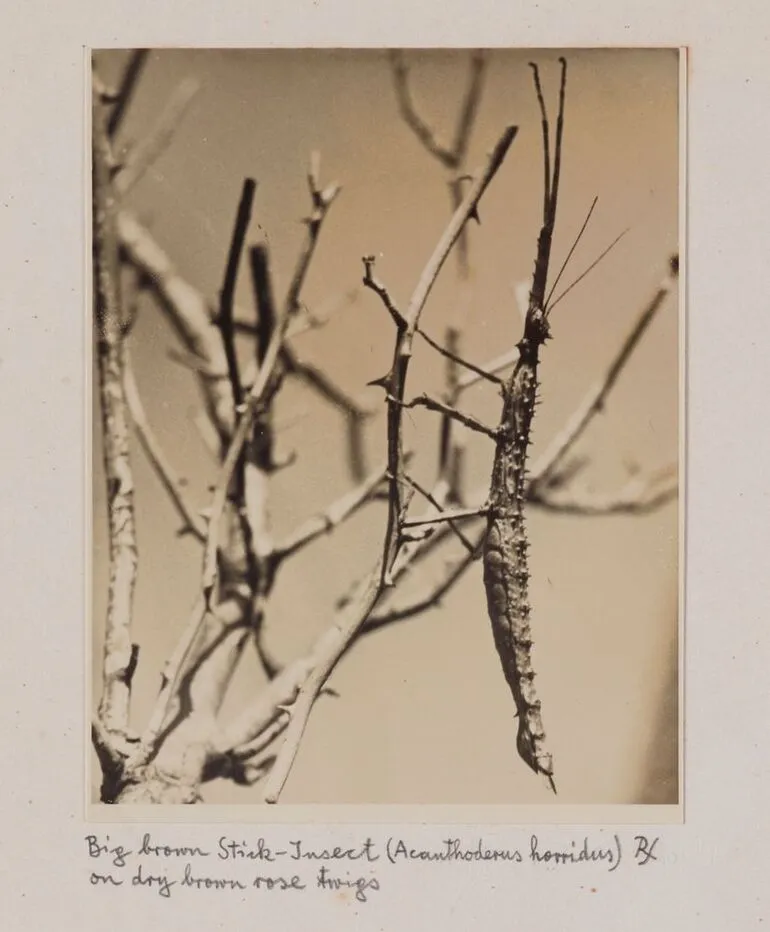Image: Big brown stick-insect (Acanthoderus horridus) on dry brown rose twigs. From the portfolio: Untitled (insects)