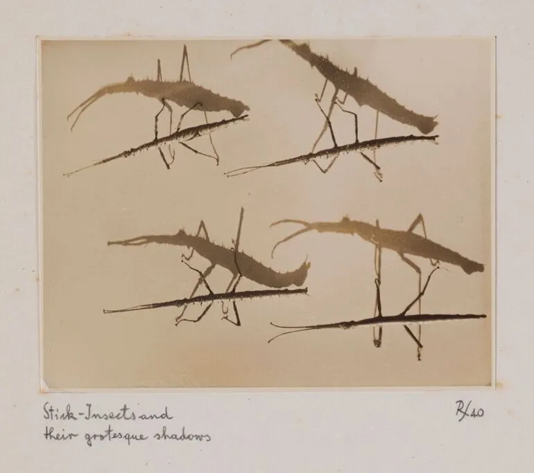 Image: Stick insects and their grotesque shadows. From the portfolio: Untitled (insects)