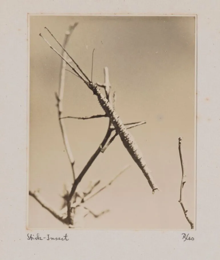 Image: Stick insect. From the portfolio: Untitled (insects)