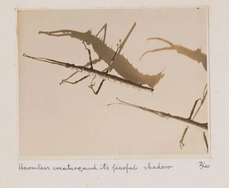 Image: Harmless creature and its fearful shadow. From the portfolio: Untitled (insects)