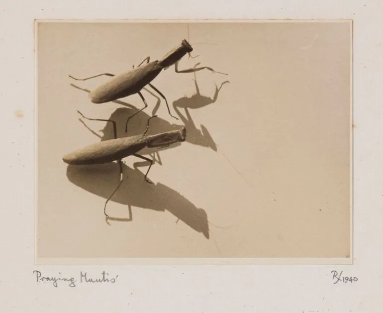Image: Praying Mantis'. From the portfolio: Untitled (insects)