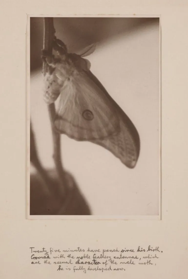 Image: [Hatching moth]. From the portfolio: Birth of a Beauty: The Hatching of the Emperor Gum Moth Antheraea eucalypti