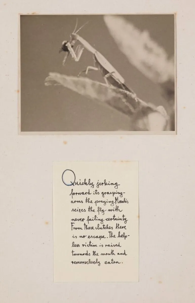 Image: [Praying mantis and fly]. From the portfolio: A Sham Saint or the story of the sad end of a Blue Bottle Fly