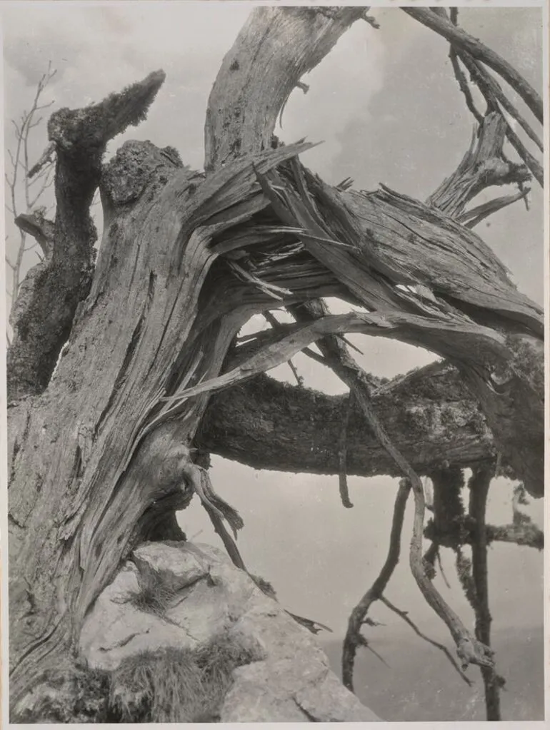 Image: Wetterlarche. Storm broken Mountain Larch on the Precipice