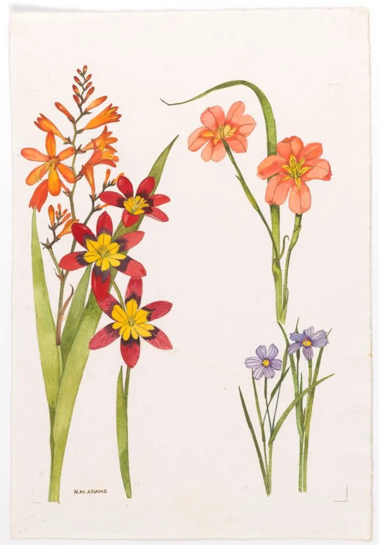 Image: Watercolour illustration of the iris (Iridaceae) family flowers, Plate 5 in 'Wild Flowers in New Zealand'
