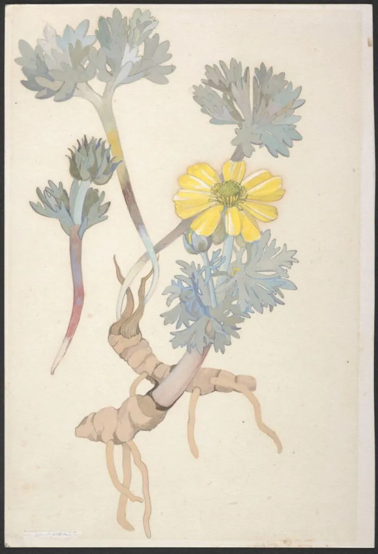 Image: Ranunculaceae - unnamed specimen
