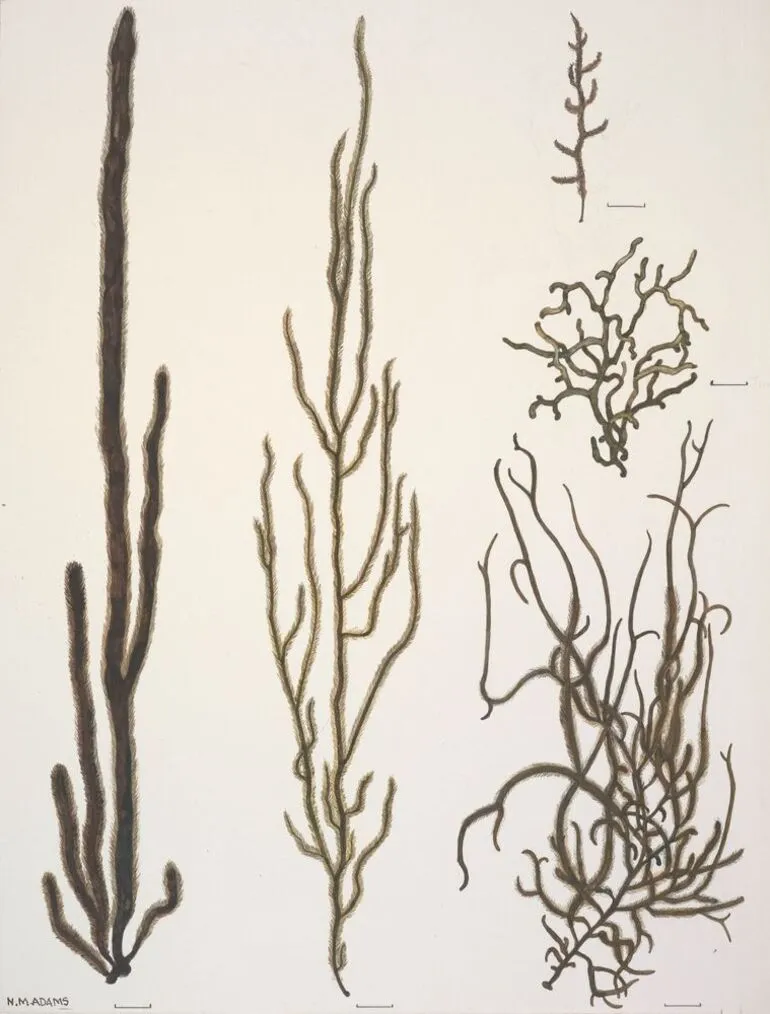 Image: Watercolour illustration of the Chordariaceae algae, Plate 16 from 'Seaweeds of New Zealand'