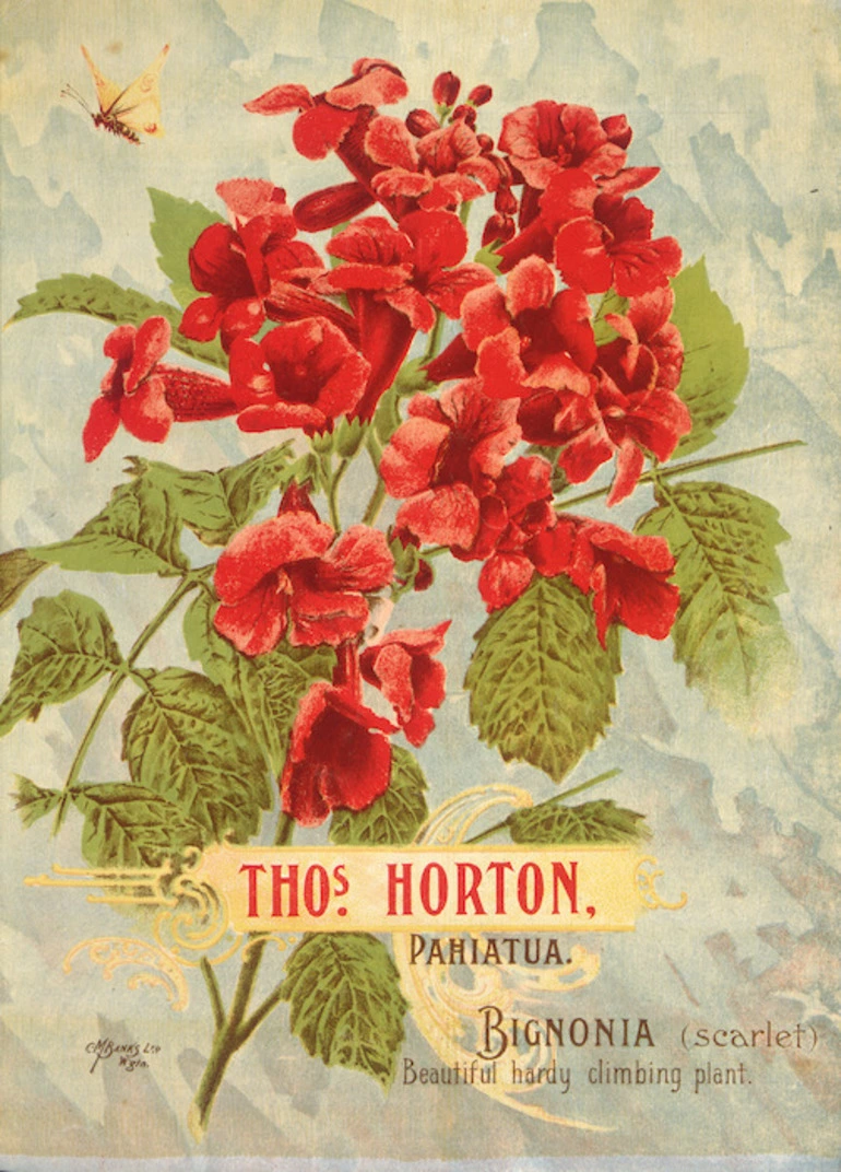 Image: Thomas Horton Ltd :Thos. Horton Pahiatua. Bignonia (scarlet). C M Banks Ltd, Wellington [ca 1905].