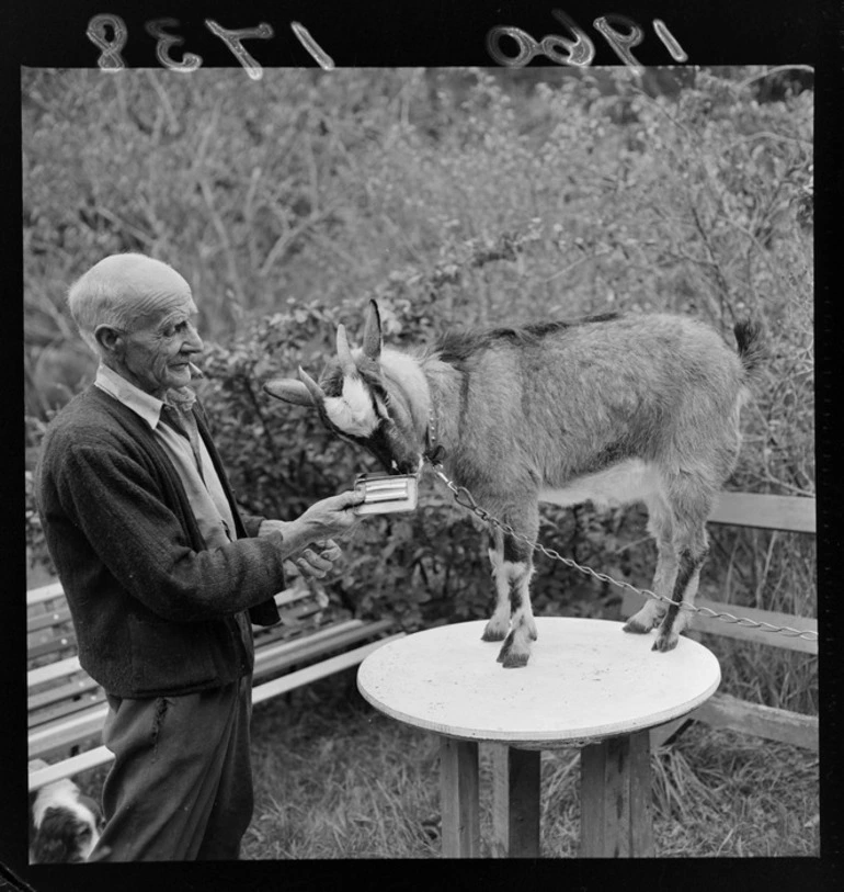 Image: An unidentified elderly man with a goat, at Blue Cross Kennels