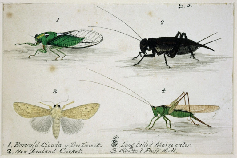 Image: Backhouse, John Philemon, 1845-1908 :Emerald Cicada or Tree Locust. New Zealand Cricket.... [ca. 1880]