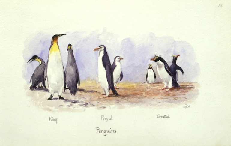Image: Worsley, Charles Nathaniel, 1862-1923 :Penguins. King, Royal, Crested. [January 1902].