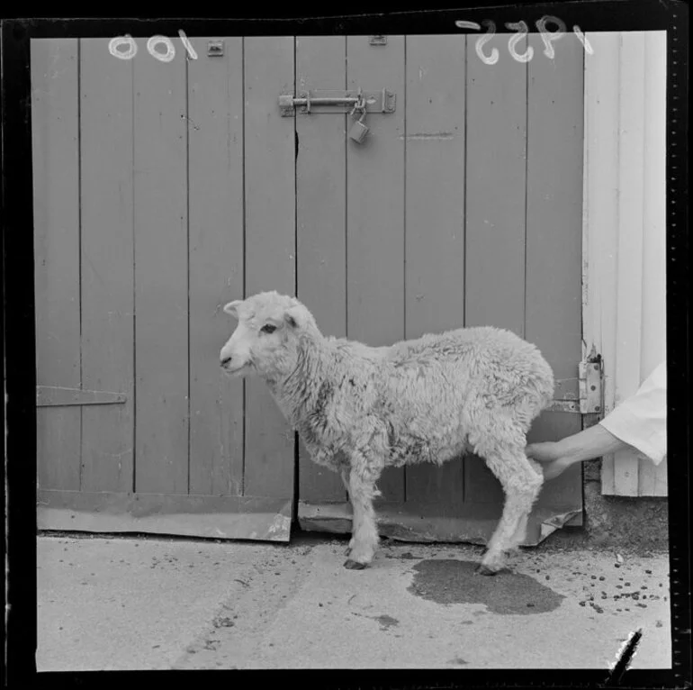 Image: Shoat [a sheep and goat cross or hybrid]