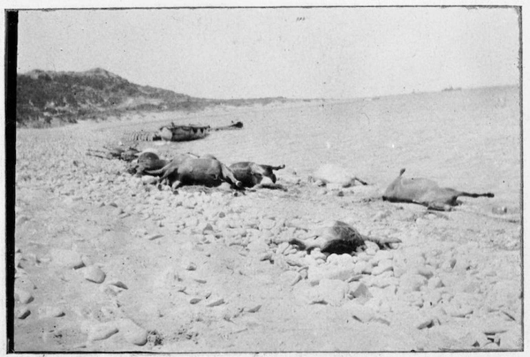 Image: Dead mules at Gallipoli