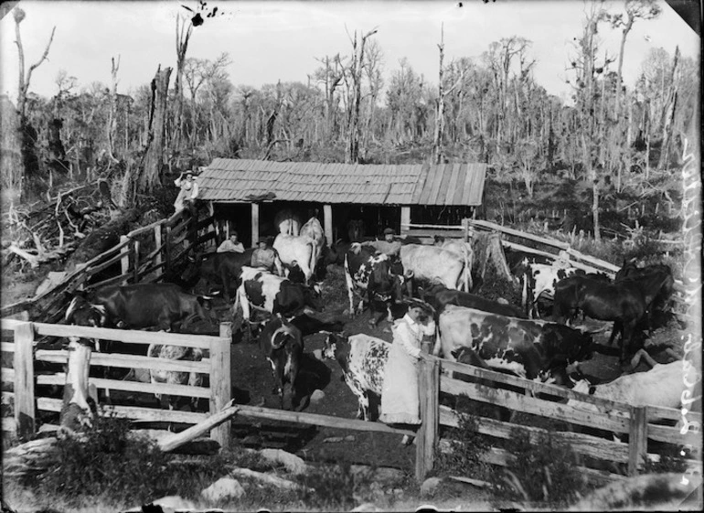 Image: Farm of William F Coombridge, Waiteika Road, Te Kiri, Opunake