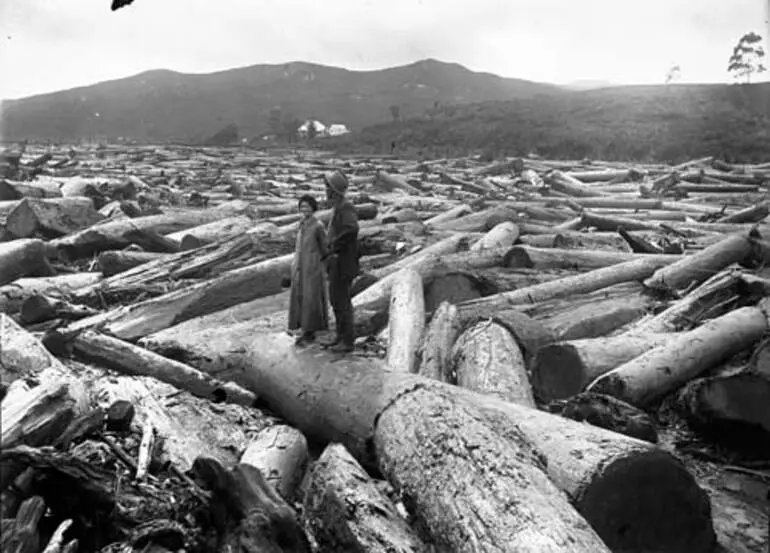 Image: Logging kauri: log pile-up