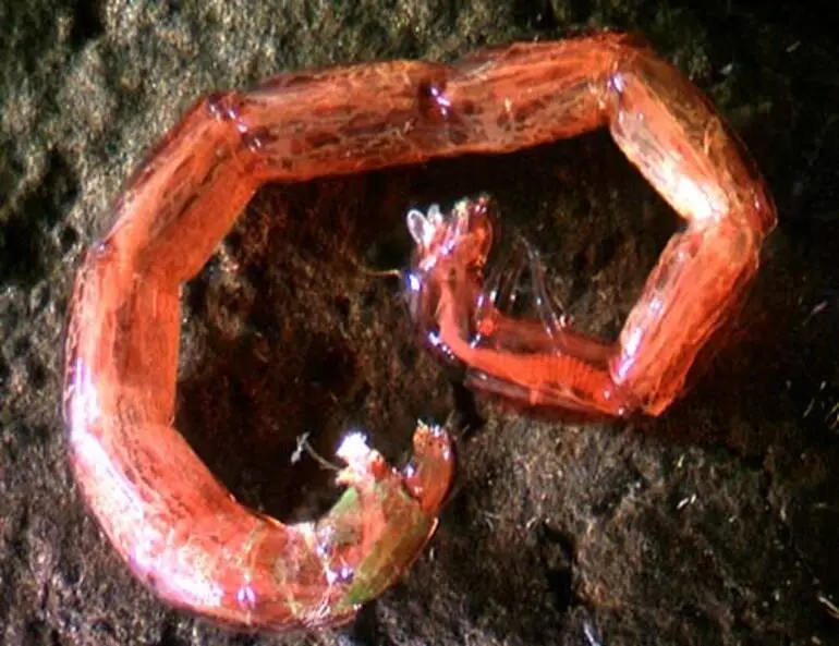 Image: Midge larva