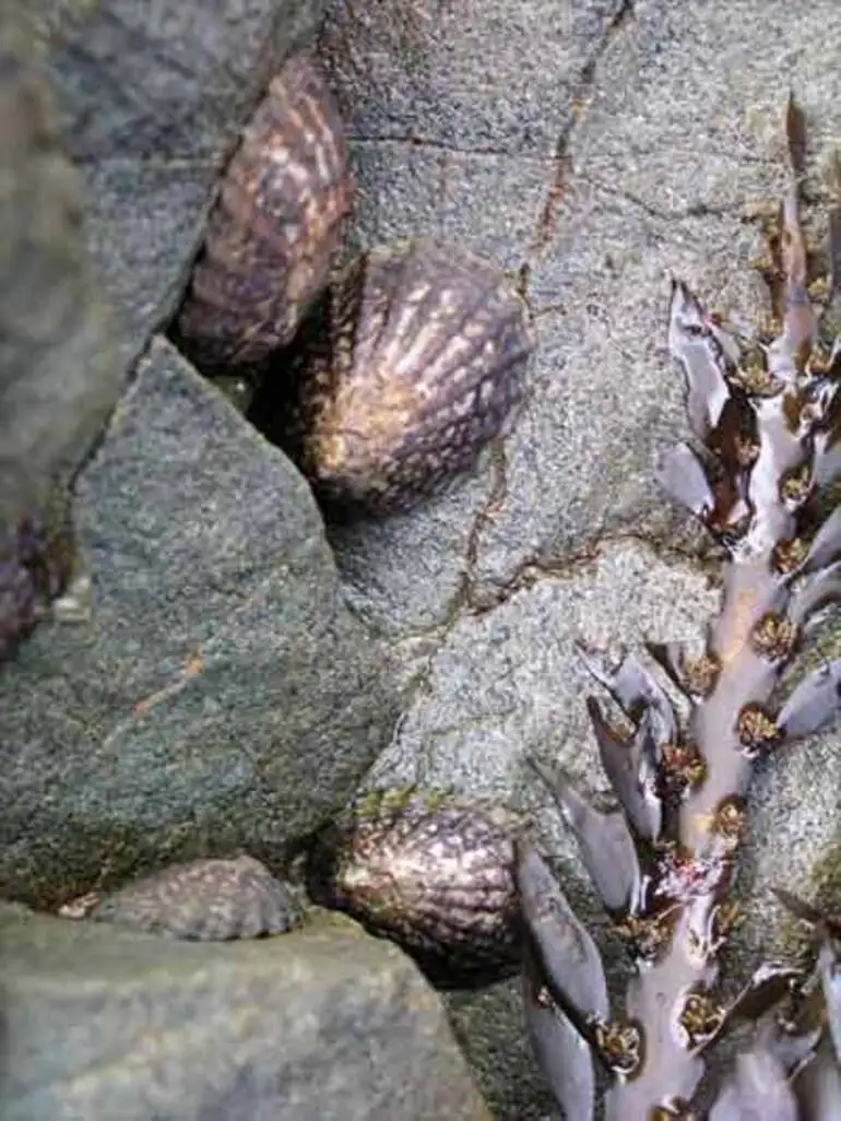 Image: Limpets