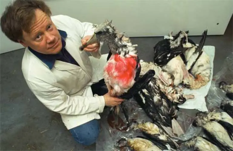 Image: Dead seabirds