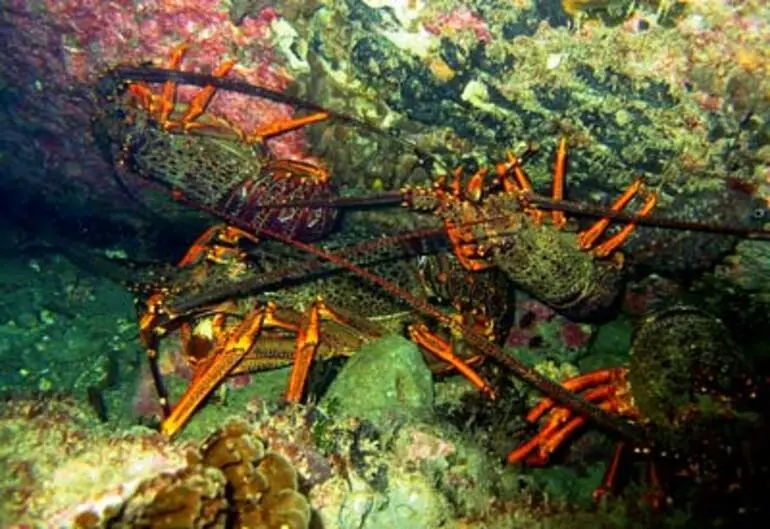 Image: Crayfish