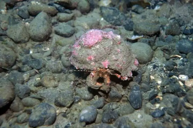 Image: Hermit crab