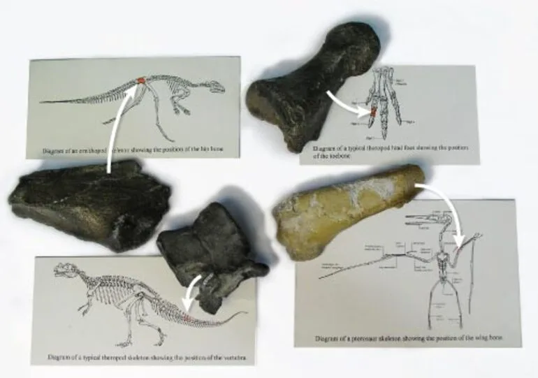 Image: Dinosaur and pterosaur fossils