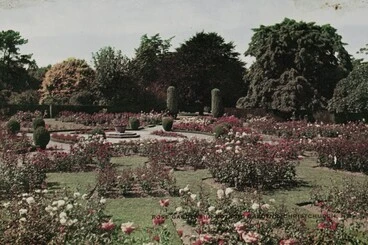 Image: Rose Gardens in Botanic Gardens, Christchurch, N.Z.
