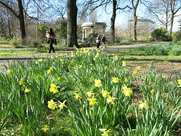 Image: Daffodils at Christchurch Botanic Gardens