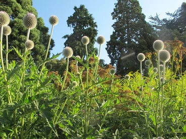 Image: Botanic Gardens