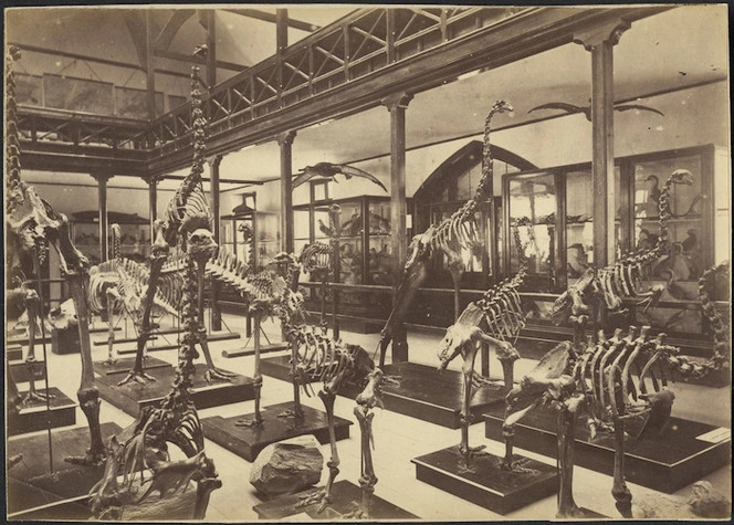 Creator unknown : Photograph of moa skeletons, Canterbury Museum, Christchurch. Ref: PAColl-9484. Alexander Turnbull Library, Wellington, New Zealand. /records/22820086