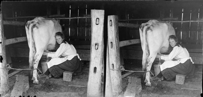 Unidentified young woman milking a cow in a small shed