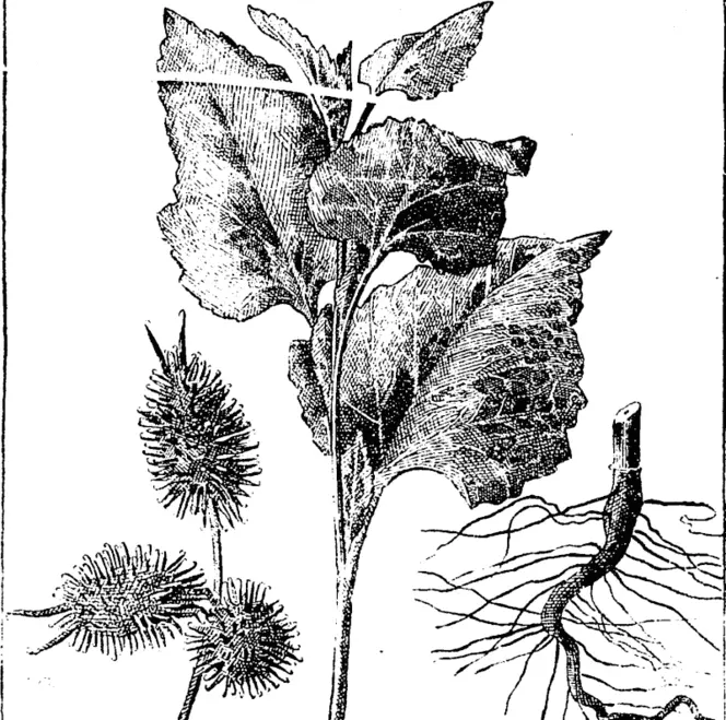 I £ f L_^~~__J  l-'ig. I. Foliage and root of young plant (much reduced). 2. Cluster of fullgrown bum (natural size). (Manawatu Herald, 14 December 1893)