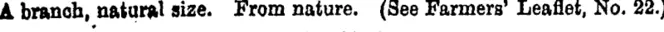 A branoh, natural size. From nature. (See Farmers' Leaflet, No. 22.) (Manawatu Herald, 21 June 1898)