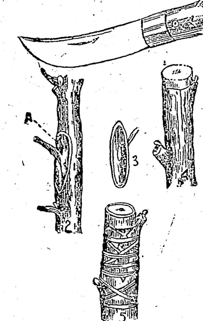 VARIOUS STAGES IN THE PROCESS OP BUDDING. (Manawatu Standard, 02 July 1903)