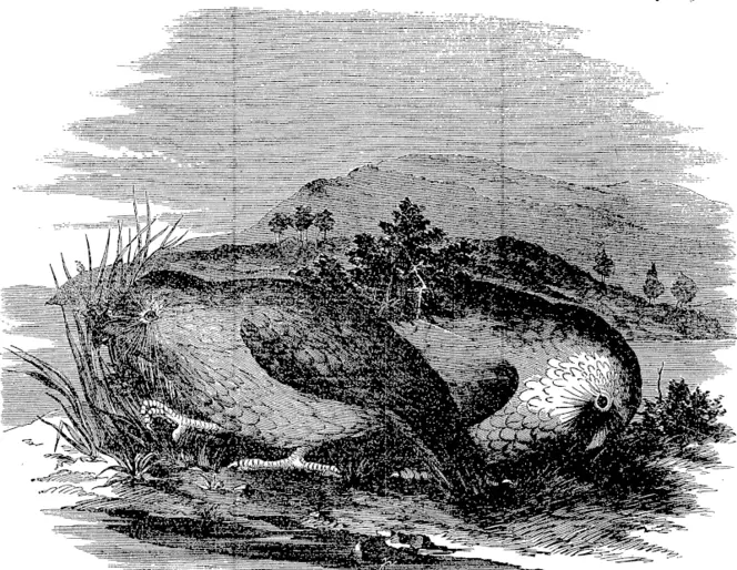 THE KAKAPO, OR .GROUND PARROT. (Otago Witness, 12 March 1864)