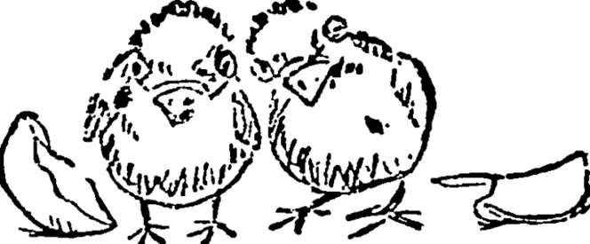 First Chicken: "I have been unlucky; I broke my shell all to bits coming out. How  diSecondgChrcnkm: "I broke mine, too I can't  think what mother will say. (Otago Witness, 02 September 1903)