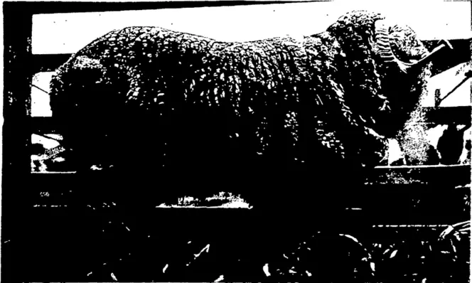 CHAMPION MERINO (.FINE COMBING). (Bred by Mr C. B. Grubb, Victoria; exhibited by Mr S. Rutherford.) (Otago Witness, 04 November 1903)