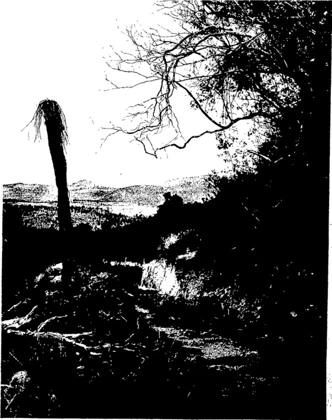 Untitled Illustration (Otago Witness, 29 January 1908)