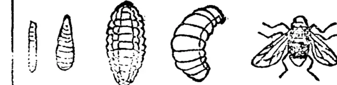 DIFFERENT STAGES OF PUPA AND | ADULT FLY. (Bruce Herald, 12 May 1903)