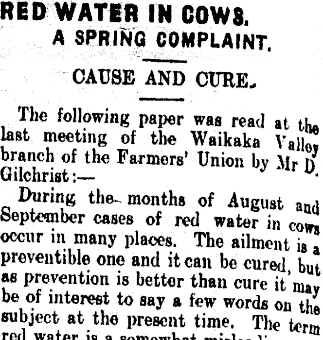 RED WATER IN COWS. (Clutha Leader 15-8-1911)
