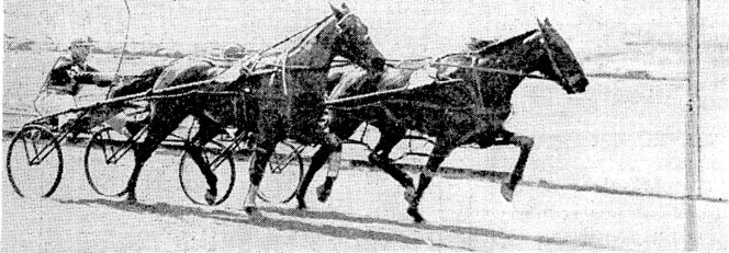 A close finish to the Wilford Memorial at the Wellington Trotting Club's Spring Meeting at Hutt Park on Saturday, showing Cruiser narrowly defeating the not favourite Ferry Post, Cruiser was having only his, second race since joining F. Holmes''s stable, and the victory was very popular. (Evening Post, 28 September 1940)