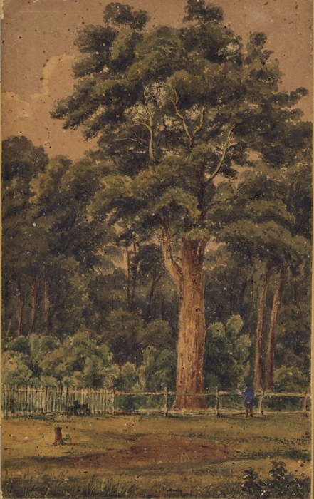[Smith, William Mein] 1799-1869 :Totara at Pihautea. [1849 or later]