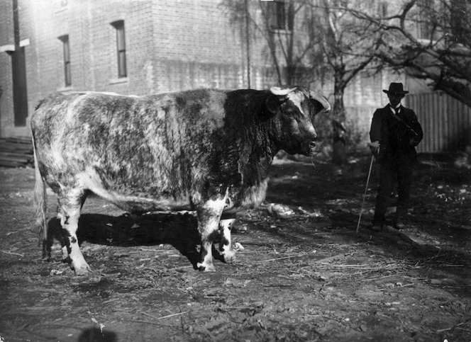 Portait of a bull