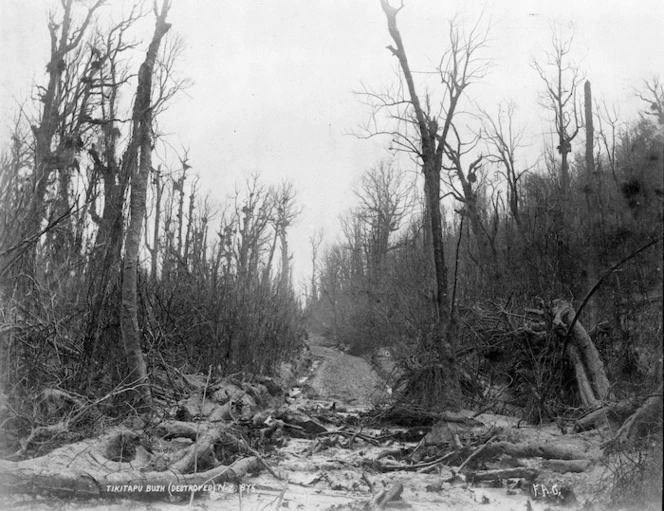 Tikitapu Bush destroyed by the 1886 Tarawera eruption - Photograph taken by Frank Arnold Coxhead