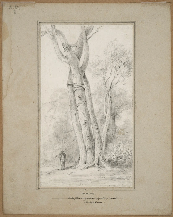 Swainson, William, 1789-1855 :Rata, no. 2. Rata throwing out a supporting hand, Alsdorf's farm, [Hutt Valley ca 1845]