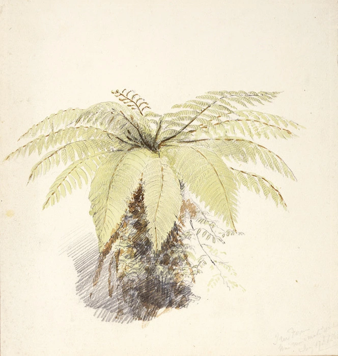[Barraud, Charles Decimus], 1822-1897 :Tree fern, Wainui-O-Mata. Jan 17th, 1861(?)