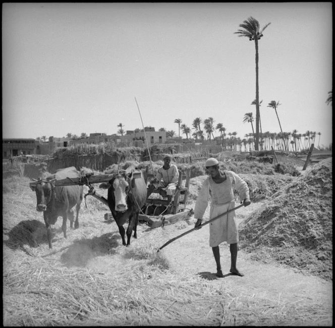 Typical countryside scene in Egypt