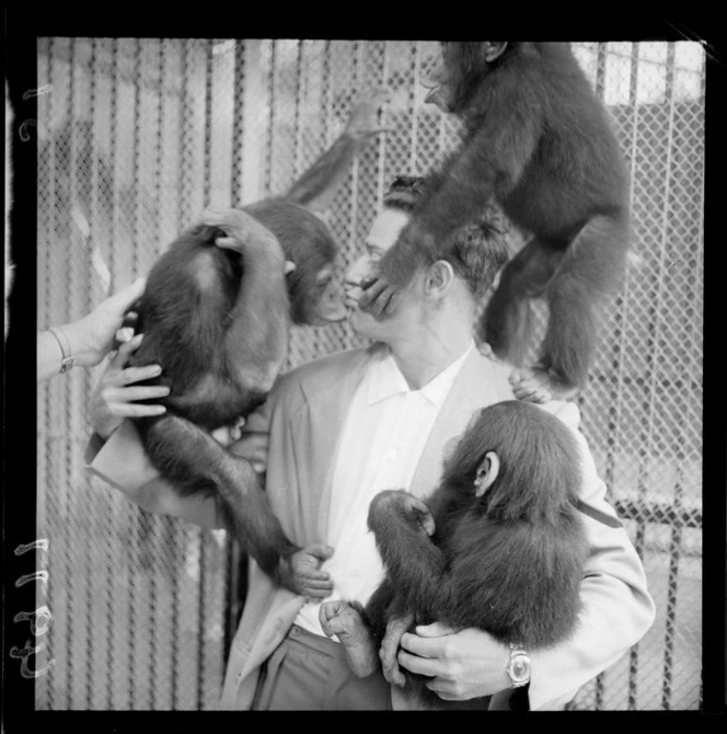 Mr Tomarchin with chimpanzees at Wellington Zoo